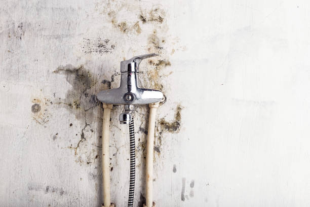 Best Water Damage Restoration  in Primera, TX