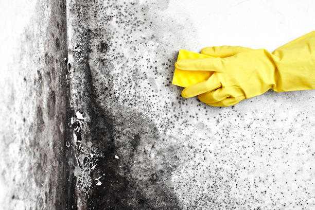 Best Residential Mold Removal  in Primera, TX