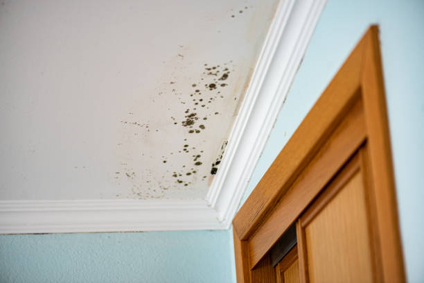 Best Toxic Mold Removal  in Primera, TX