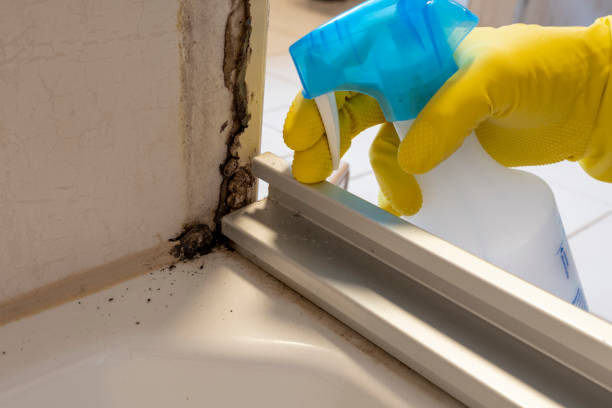 Best Affordable Mold Removal  in Primera, TX