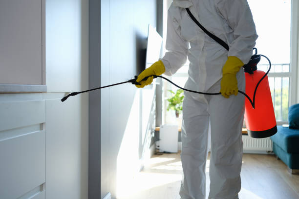 Best Mold Removal and Inspection  in Primera, TX