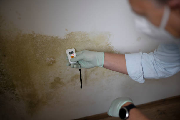 Best Fast Mold Removal  in Primera, TX