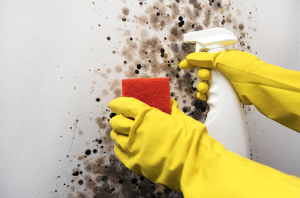 Best Office Mold Removal Services  in Primera, TX