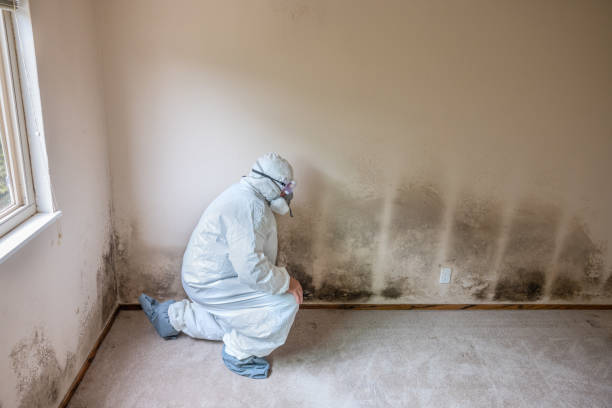 Best Mold Removal Process  in Primera, TX