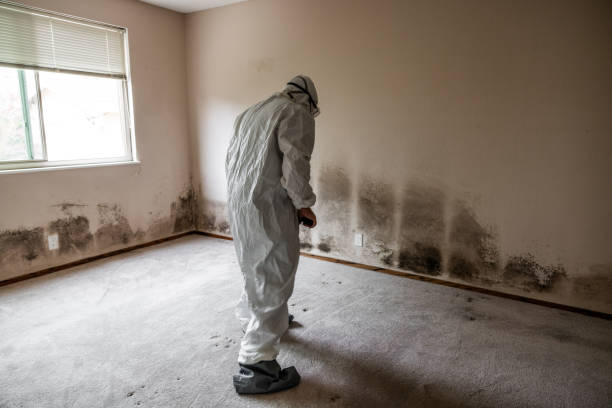 Best Best Mold Removal Companies  in Primera, TX