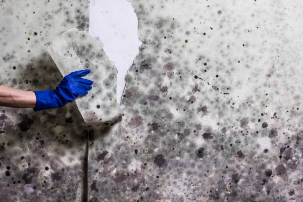 Best Mold Testing  in Primera, TX