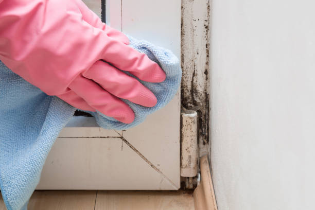 Best Local Mold Removal Service  in Primera, TX